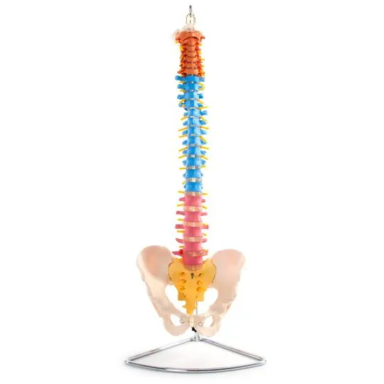 Anatomical Flexible Vertebral Column with Pelvis (Coloured)