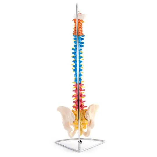 Anatomical Flexible Vertebral Column with Pelvis (Coloured)
