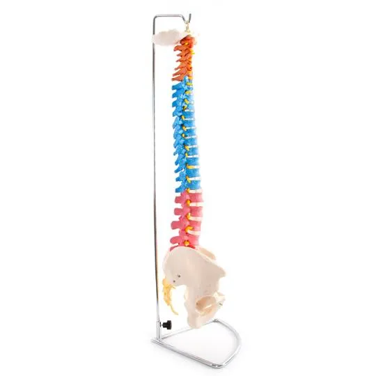 Anatomical Flexible Vertebral Column with Pelvis (Coloured)
