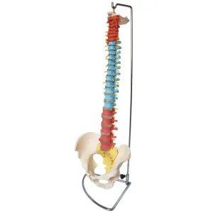 Anatomical Flexible Vertebral Column with Pelvis (Coloured)
