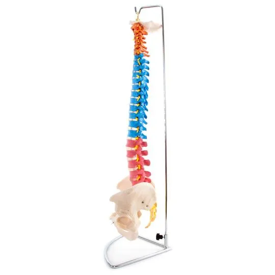 Anatomical Flexible Vertebral Column with Pelvis (Coloured)