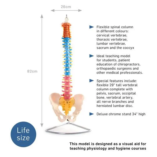 Anatomical Flexible Vertebral Column with Pelvis (Coloured)