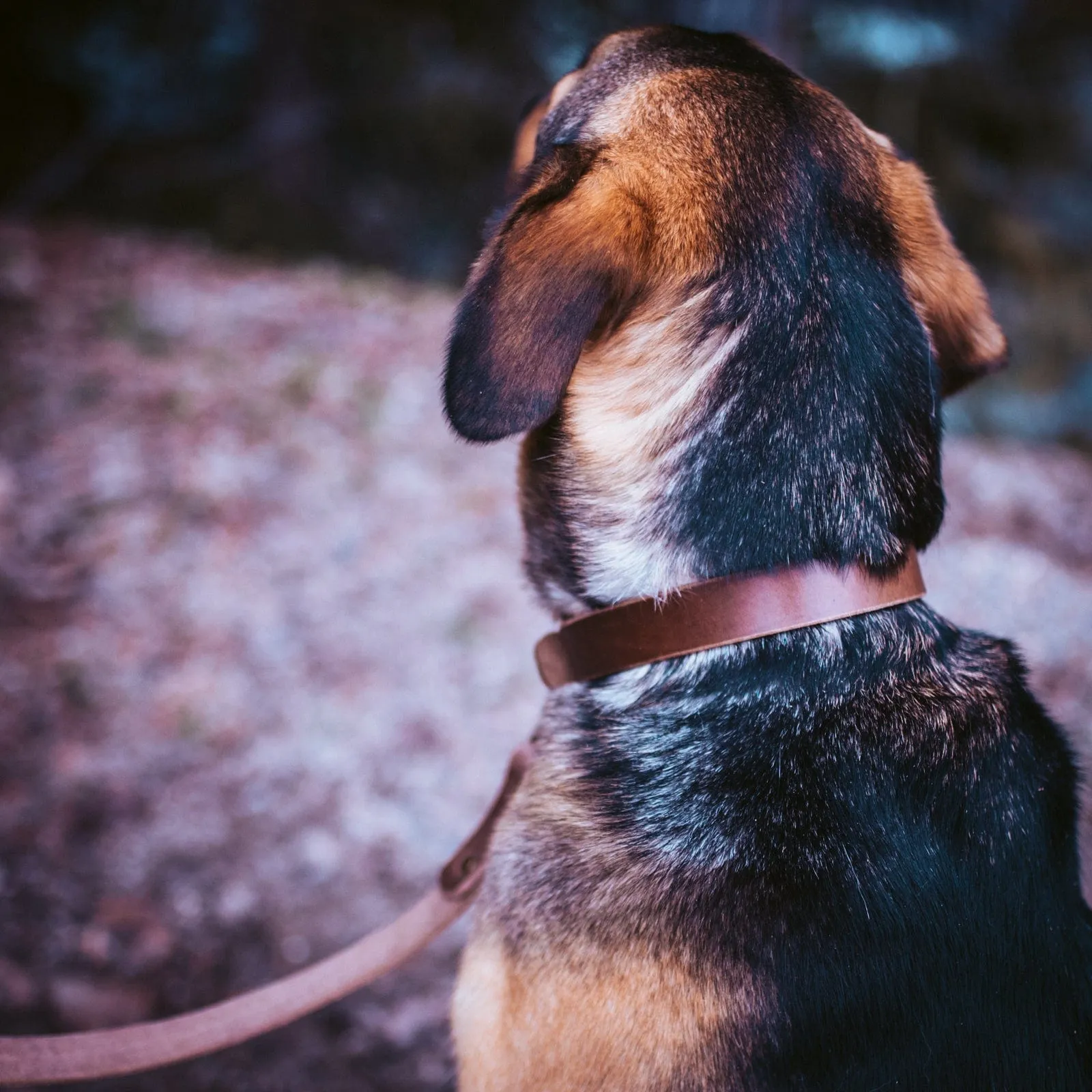 Leather Dog Collar
