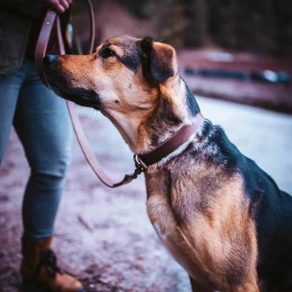 Leather Dog Collar